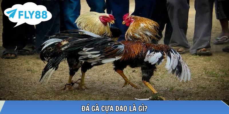 Cựa dao sắc bén tăng kịch tính trận đấu