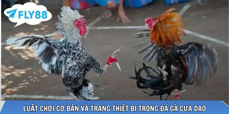 Trang bị và luật chơi đảm bảo an toàn tối đa