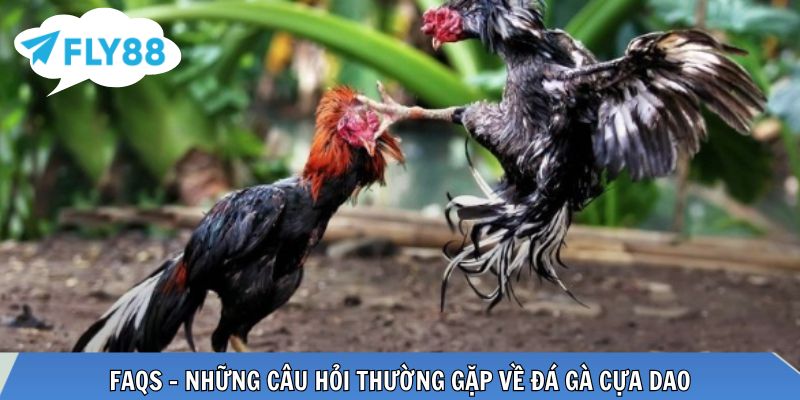 Giải đáp thắc mắc pháp lý và kỹ thuật cho người chơi