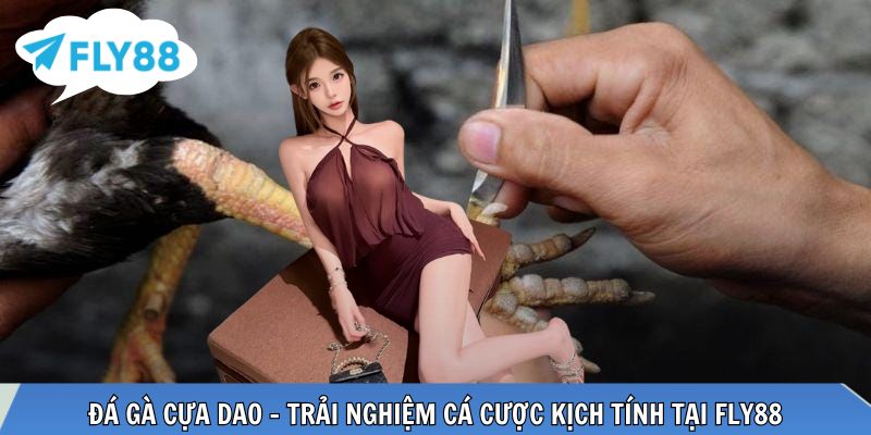 Đá gà cựa dao