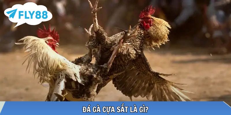 Cựa sắt kim loại tạo nên những pha ra đòn đầy sát thương