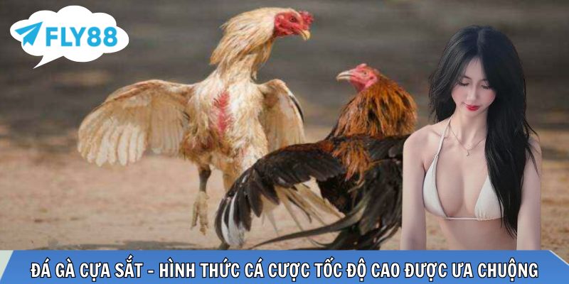 Đá gà cựa sắt