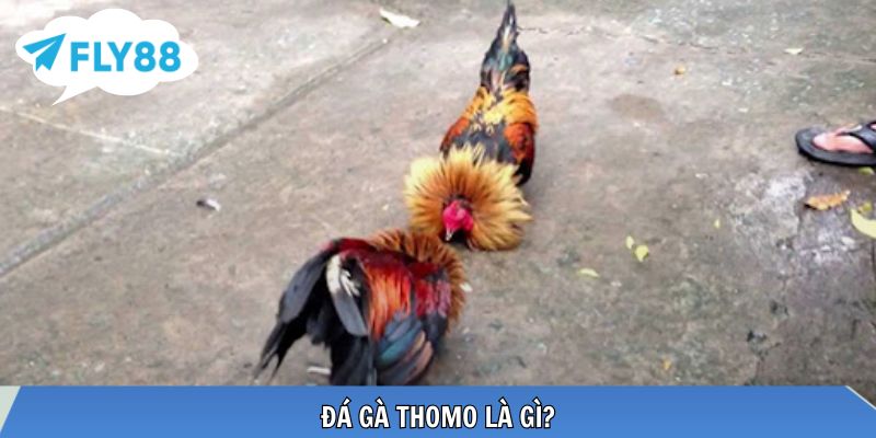 Trường đấu Thomo Campuchia tổ chức đá gà chuyên nghiệp