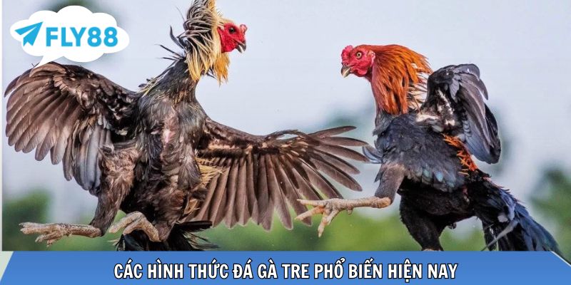 Nhiều hình thức đá gà tre kịch tính, hấp dẫn người chơi
