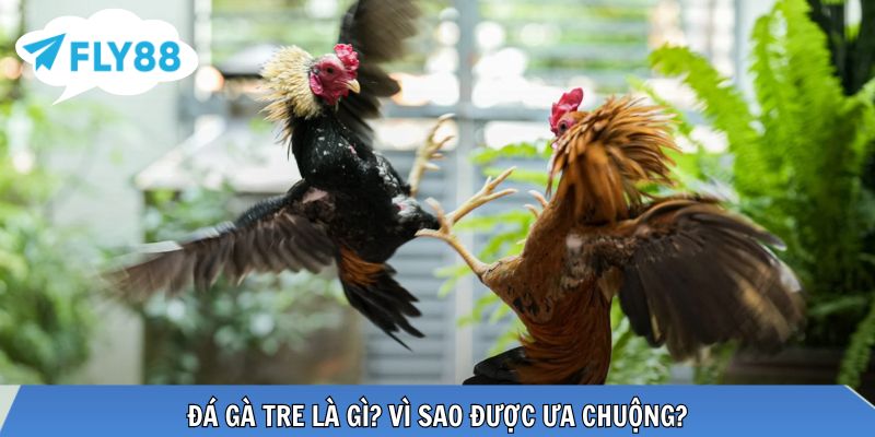 Gà tre nhanh nhẹn, lối đá linh hoạt, khó đoán kết quả