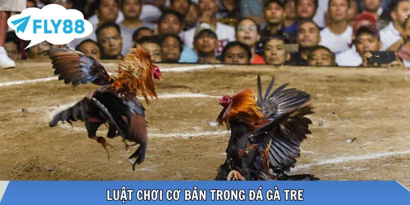 Thể hình nhỏ gọn, phản xạ nhanh, chiến thuật đa dạng