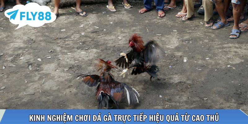 Bí quyết chơi đá gà hiệu quả từ sư kê